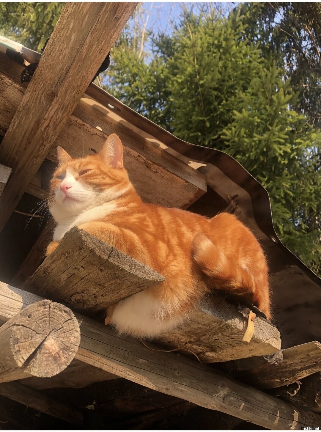 Солянка