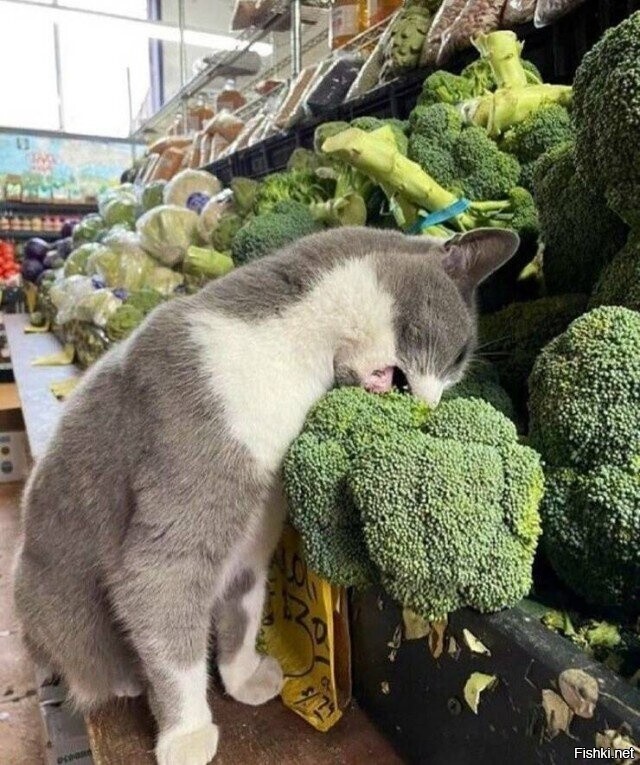 Солянка