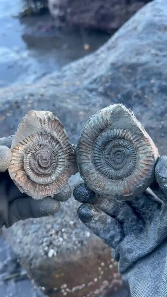 Находка в камне