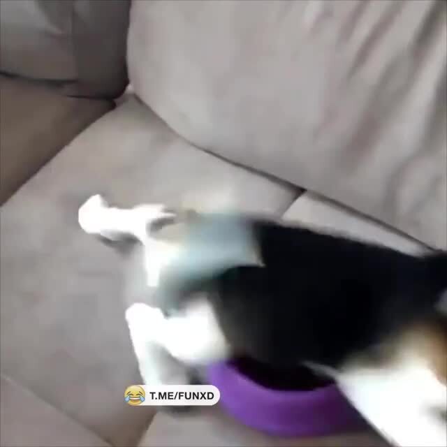 Обед