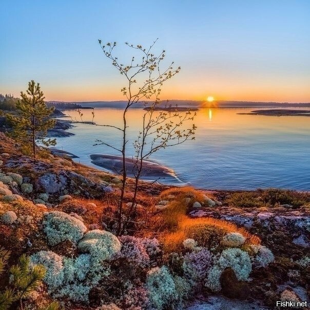 Солянка