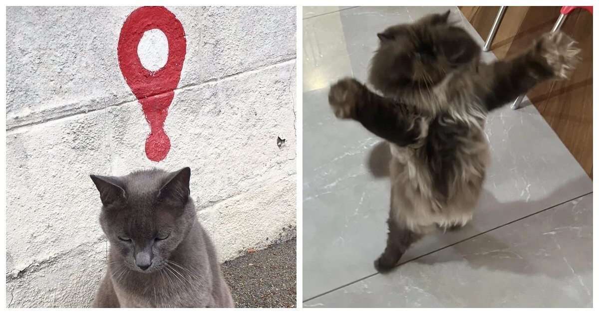 20+ котиков с умилительными мордашками, способными растопить даже самое чёрствое сердце
