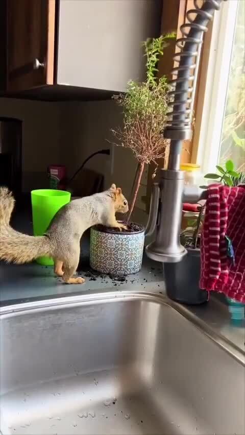 Солянка