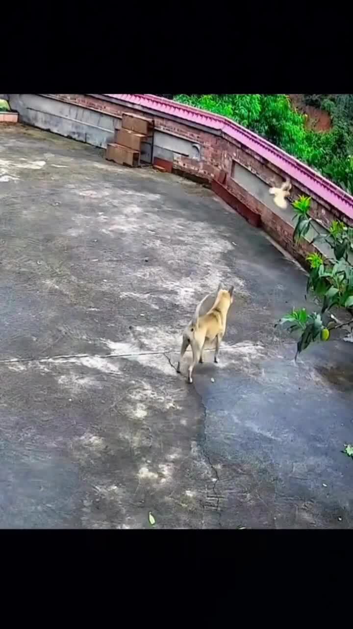 Смелость