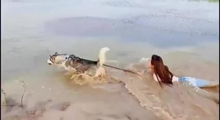Ну тут вообще не понятно кто кого выгуливает