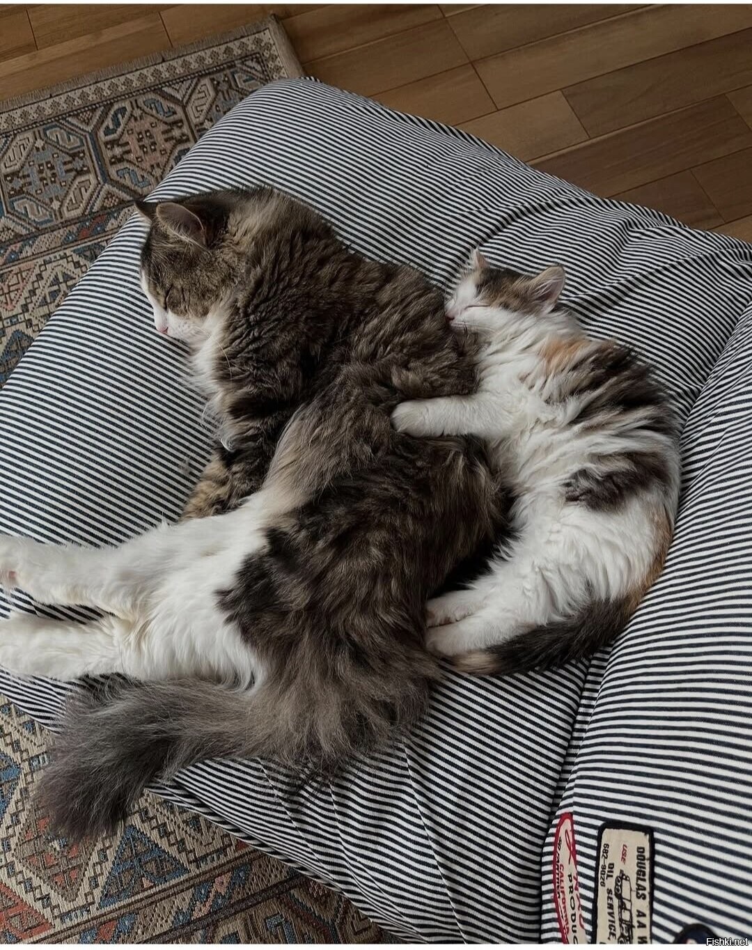 Солянка