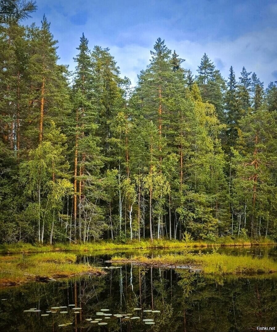 Солянка