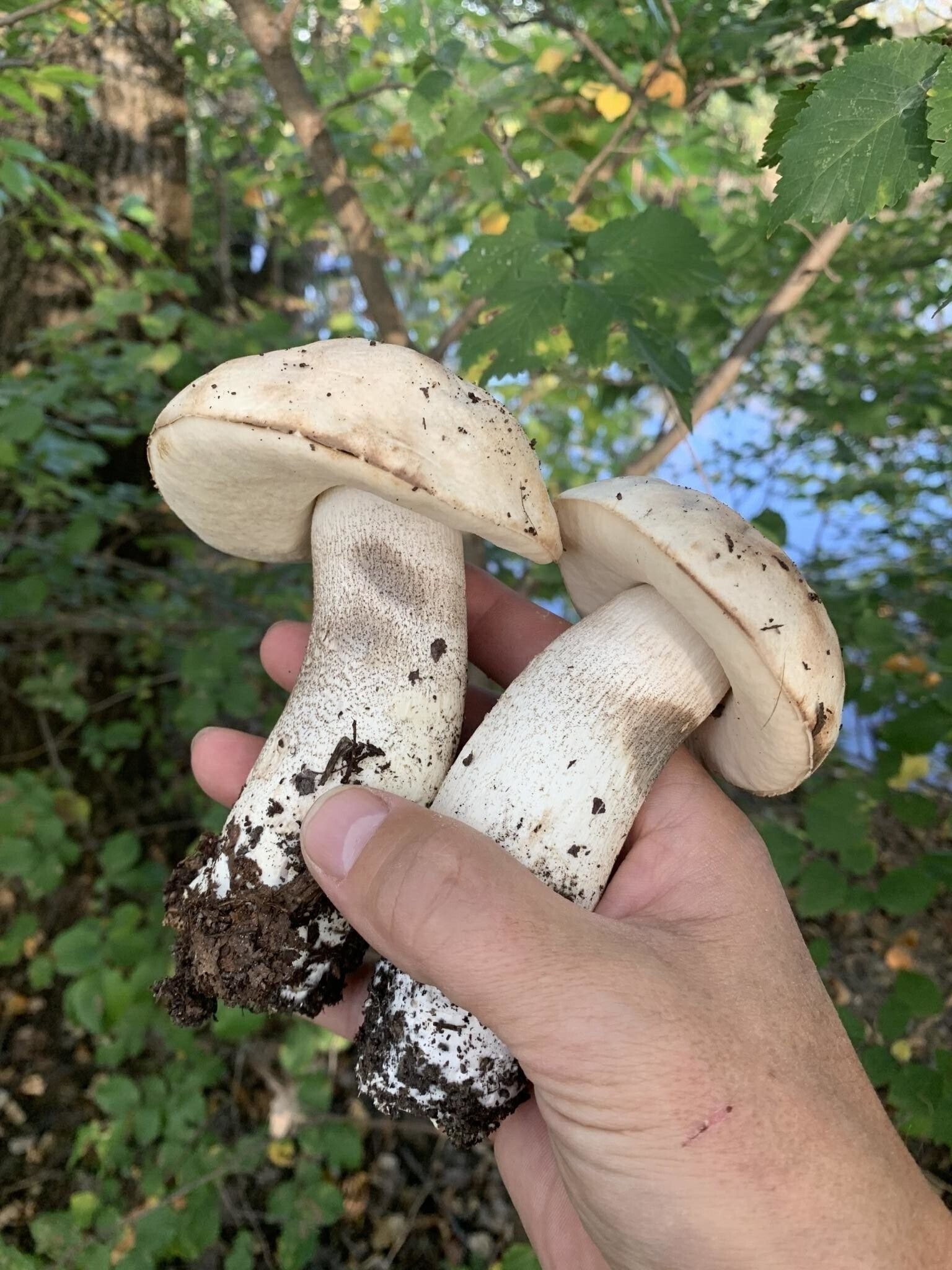 Солянка