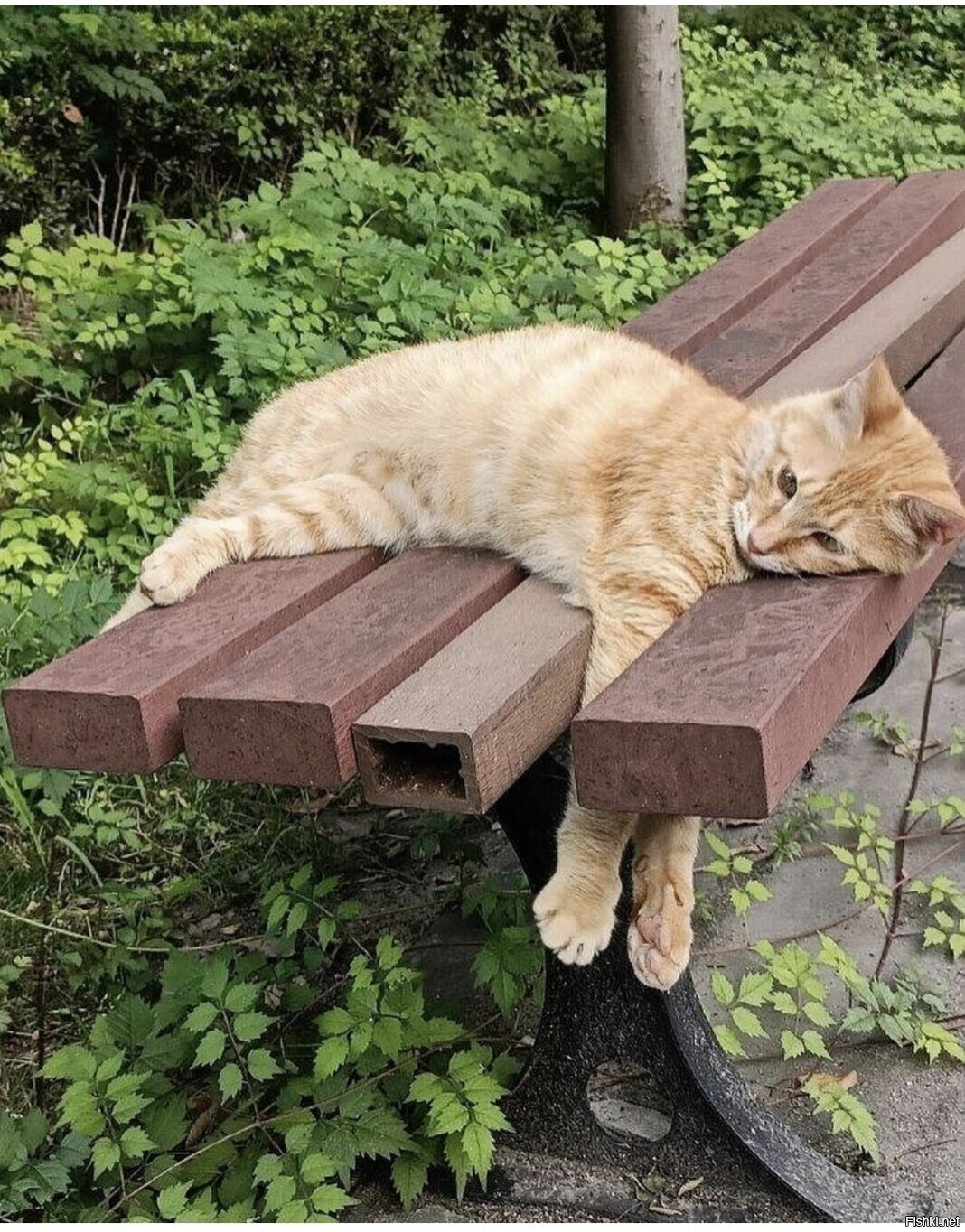 Солянка