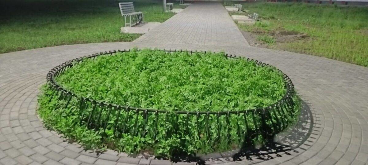 Жители Бийска пожаловались в мэрию на конопляную клумбу в центре города