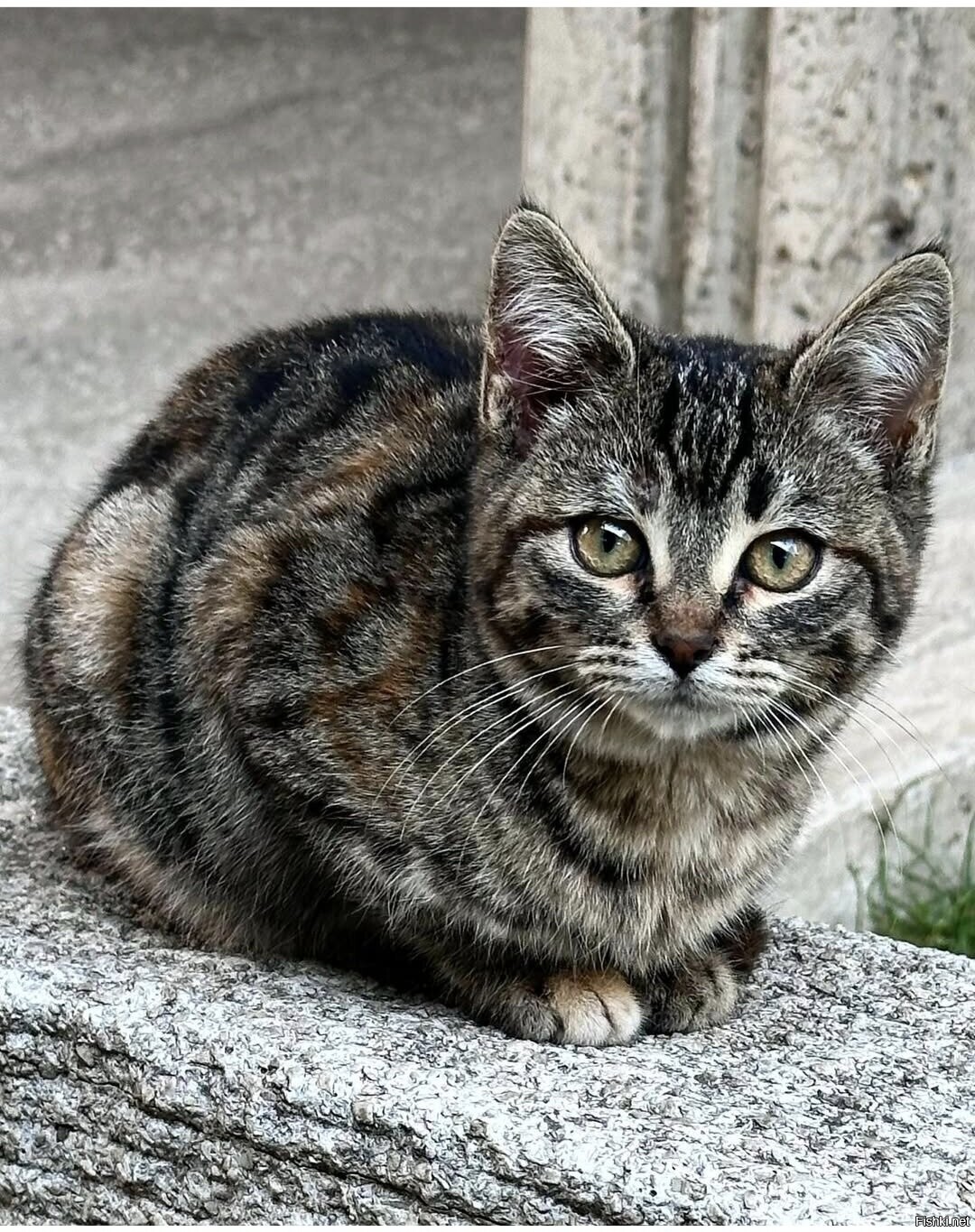Солянка