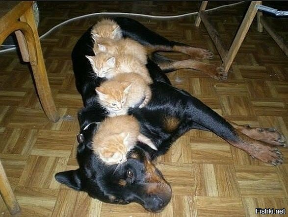Солянка