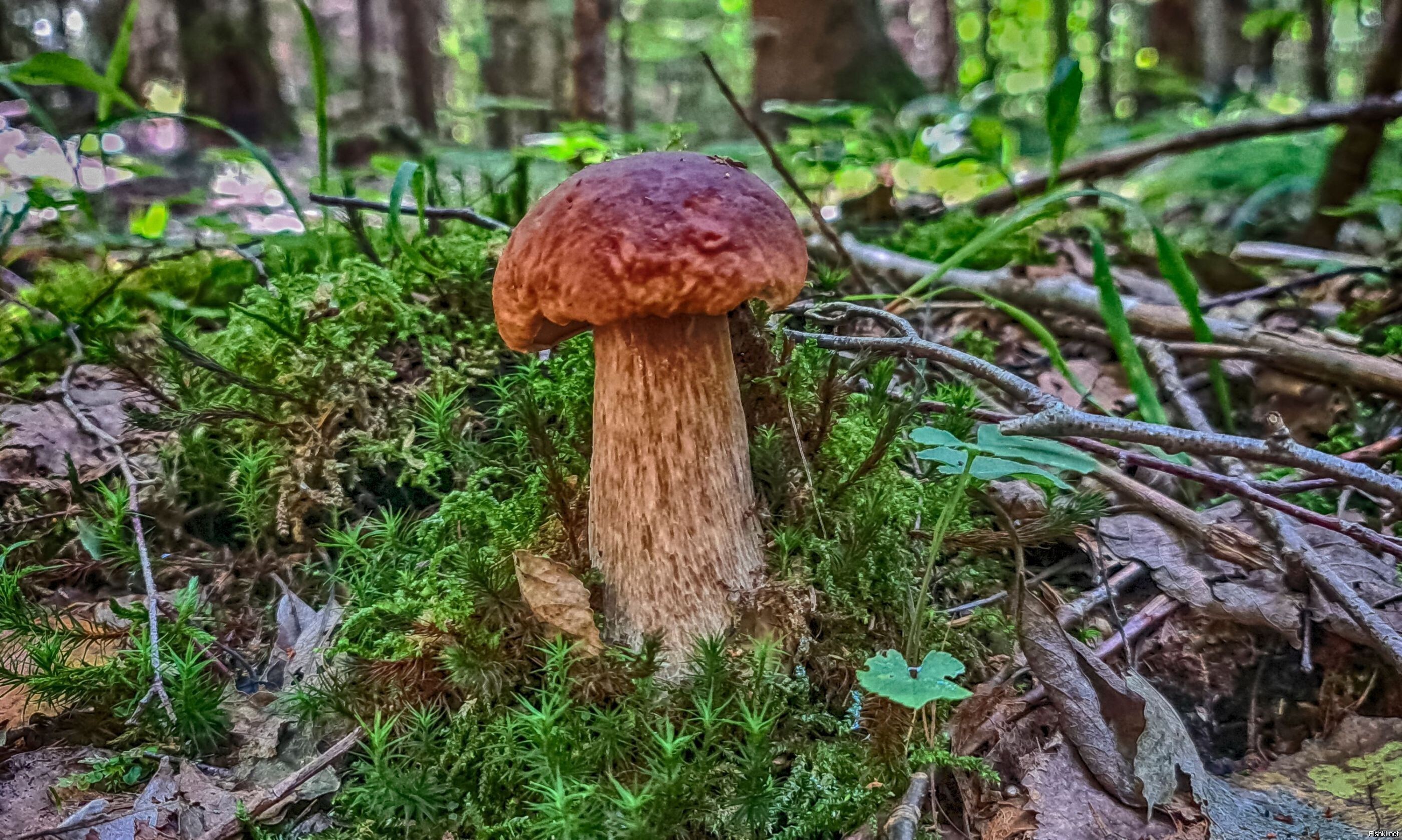 Солянка