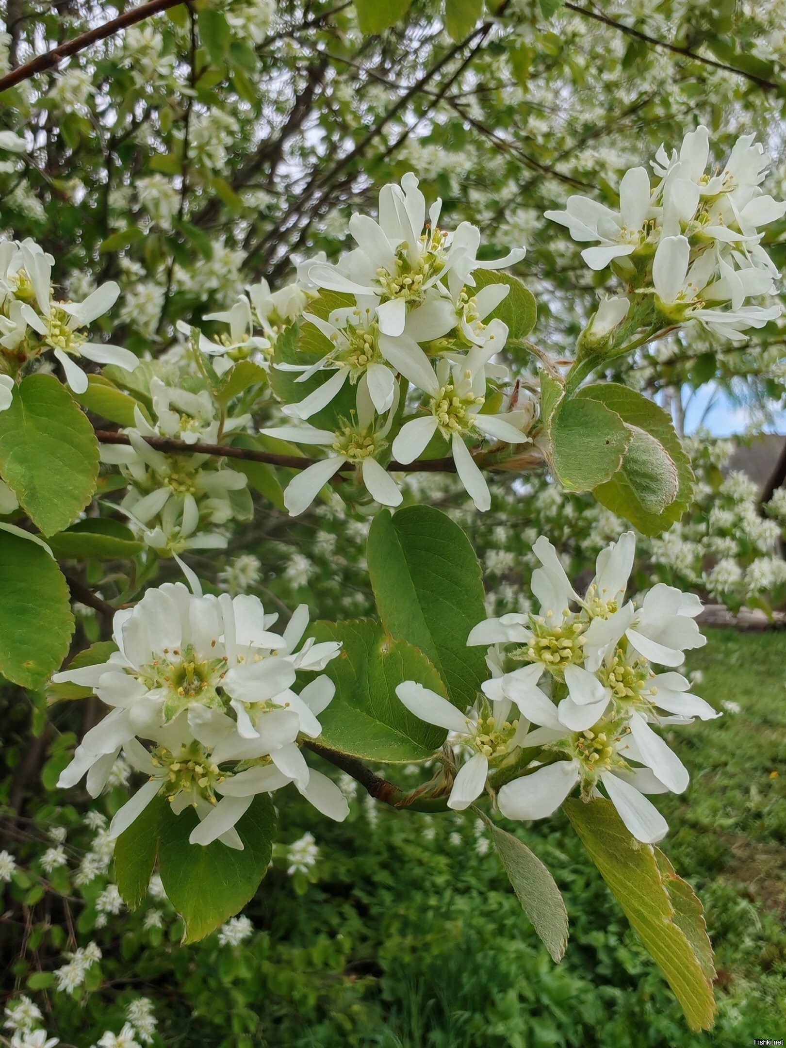 Солянка