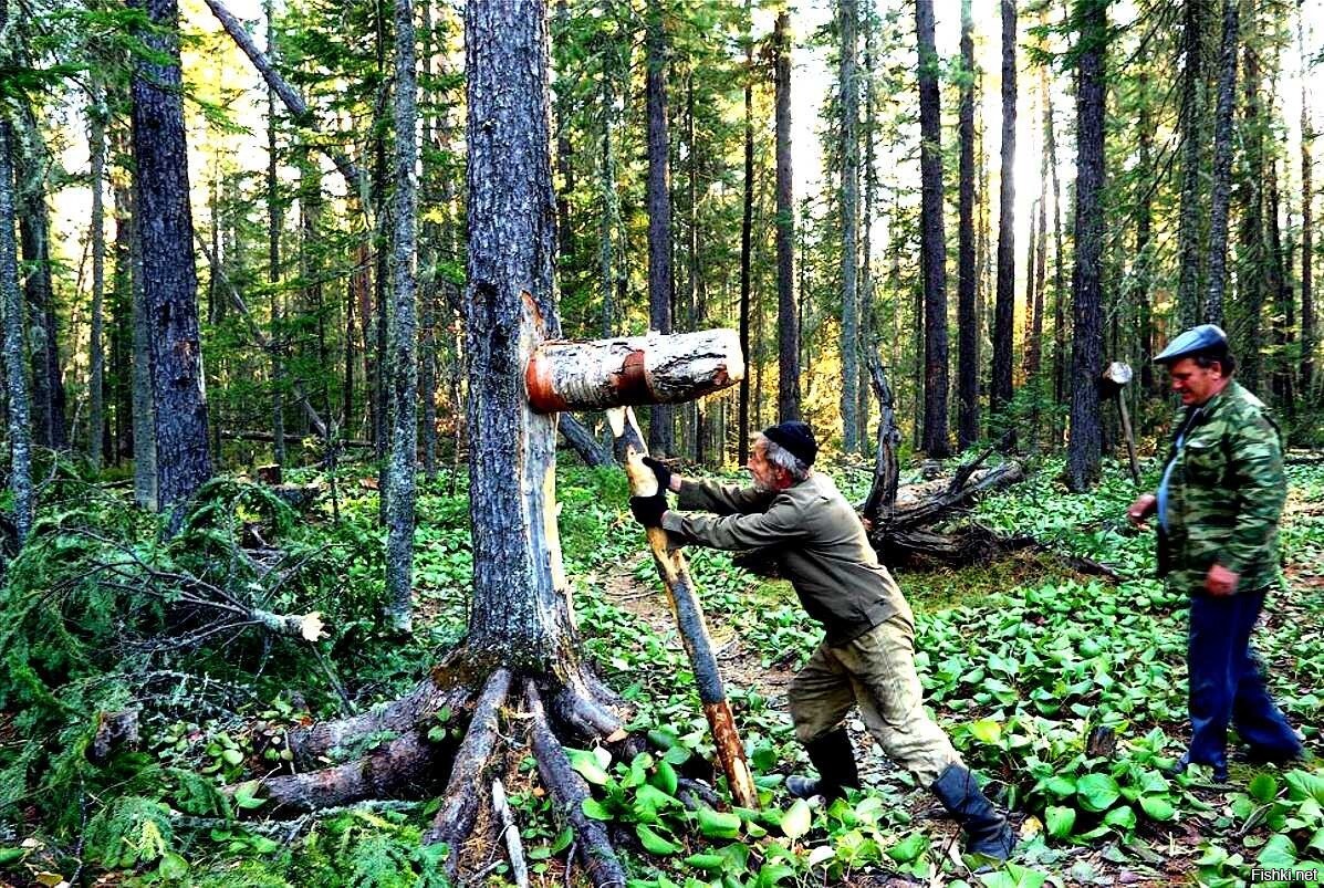 Солянка