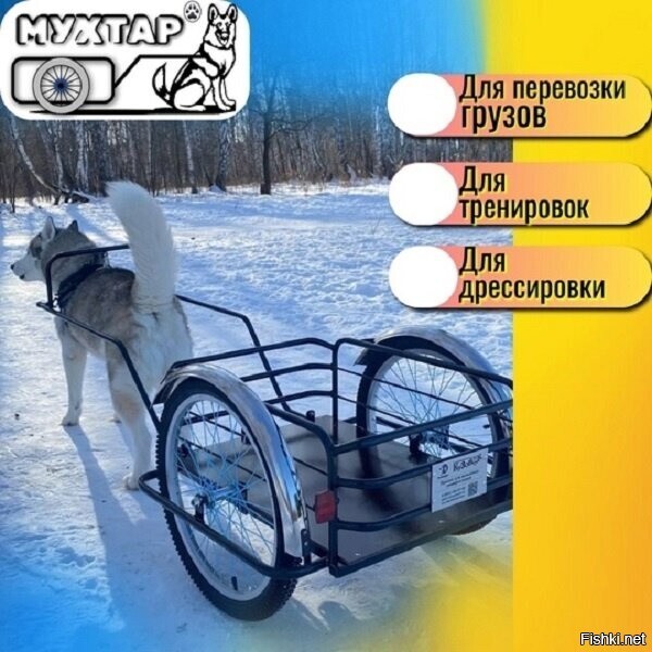 Шарик, Шарик, теперь ты ездовая собака