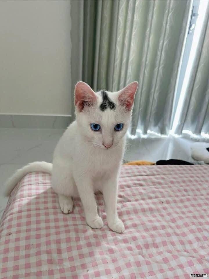 Этого кота зовут Ричард