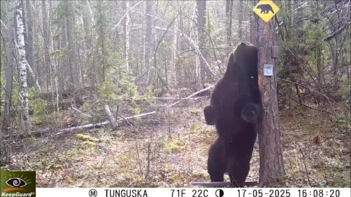 Медвежьи танцы в Тунгусском заповеднике