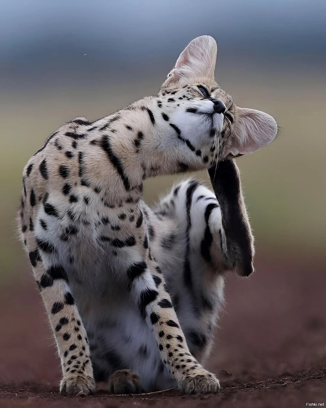 Солянка