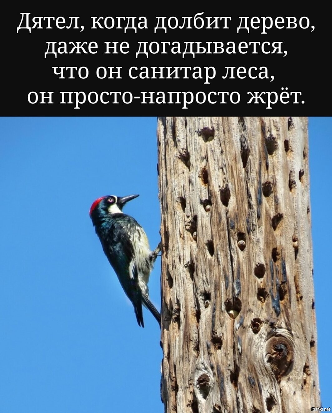 Может и смысл человеческого бытия в этом - жрать