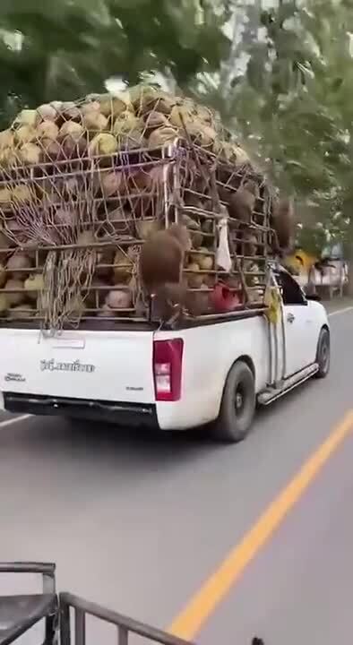 Давай шеф, поднажми