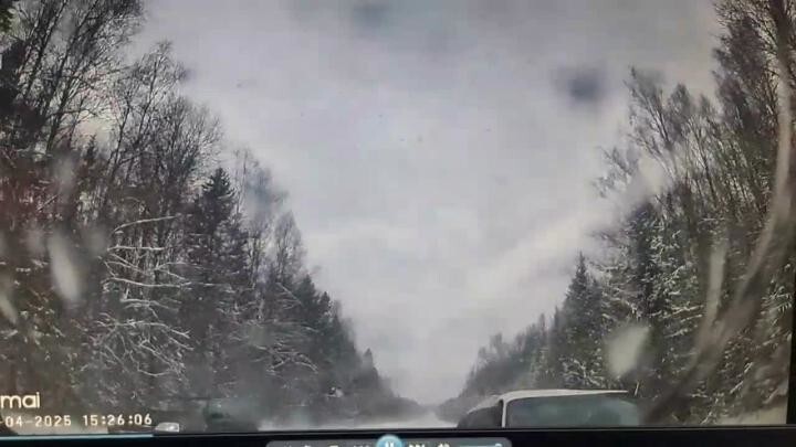 Апрельский снегопад сыграл злую шутку