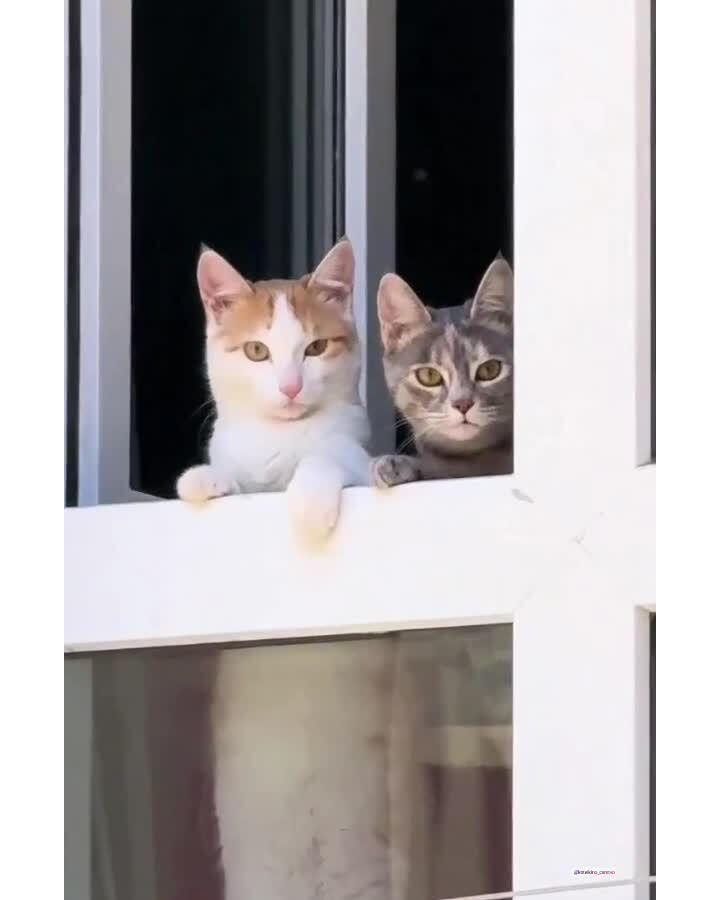 Любопытство)