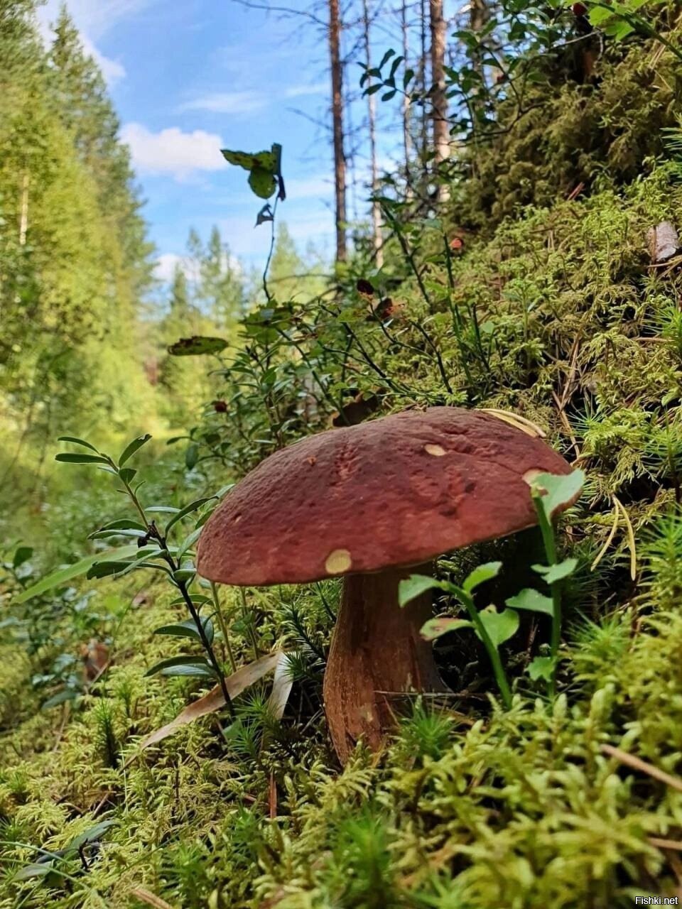 Солянка