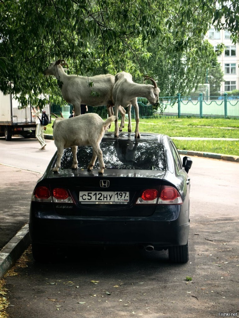 Солянка