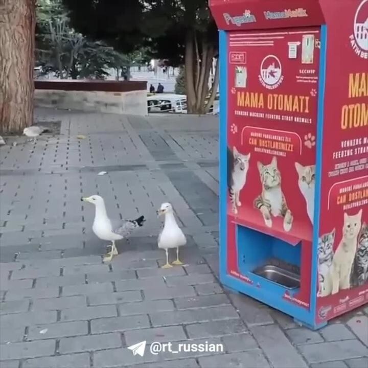 Чайка выпрашивает еду у прохожих мяуканьем