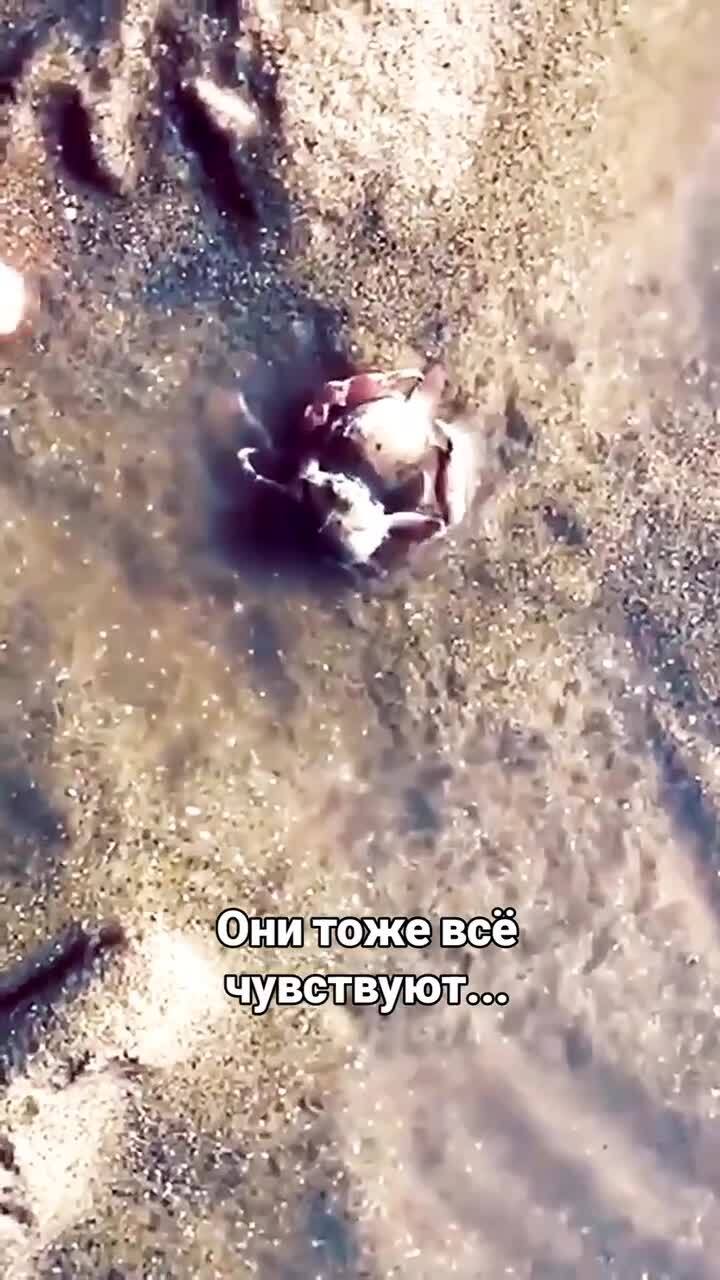 Маленький защитник)