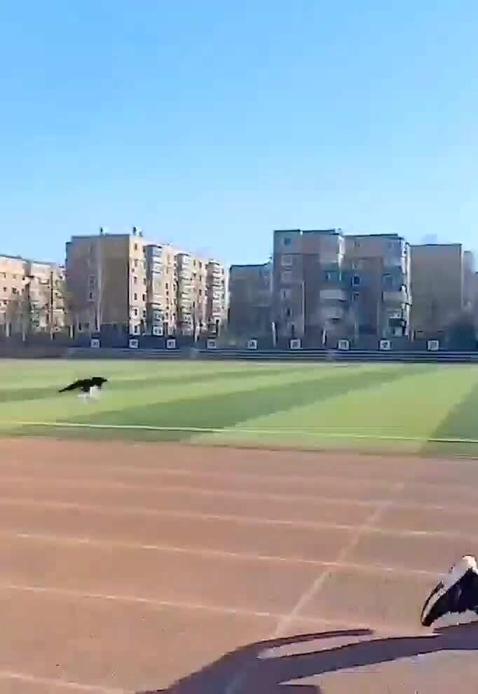 Сорока решила поучаствовать в забеге)