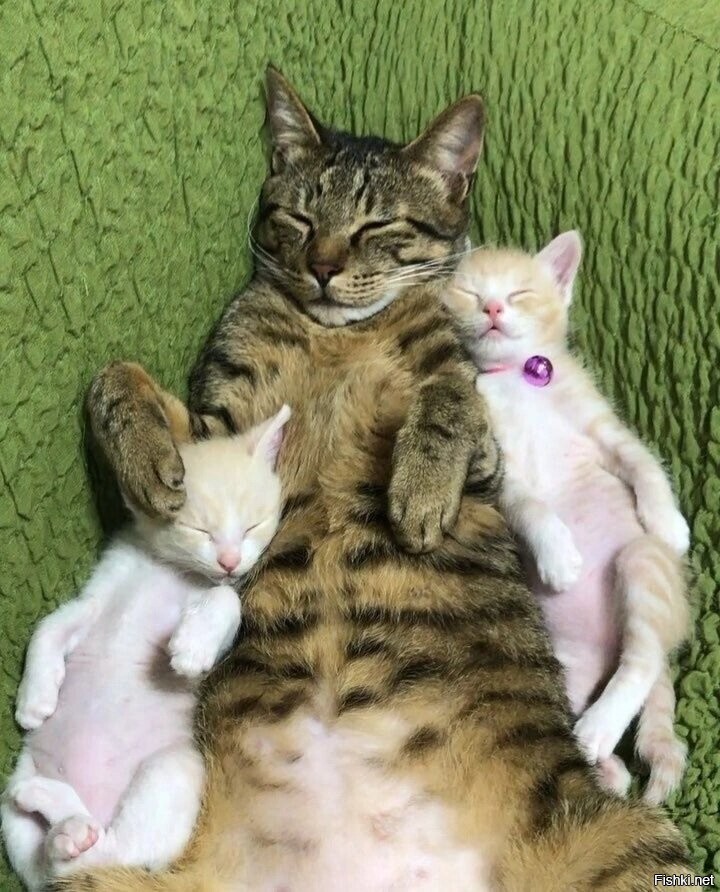 Солянка