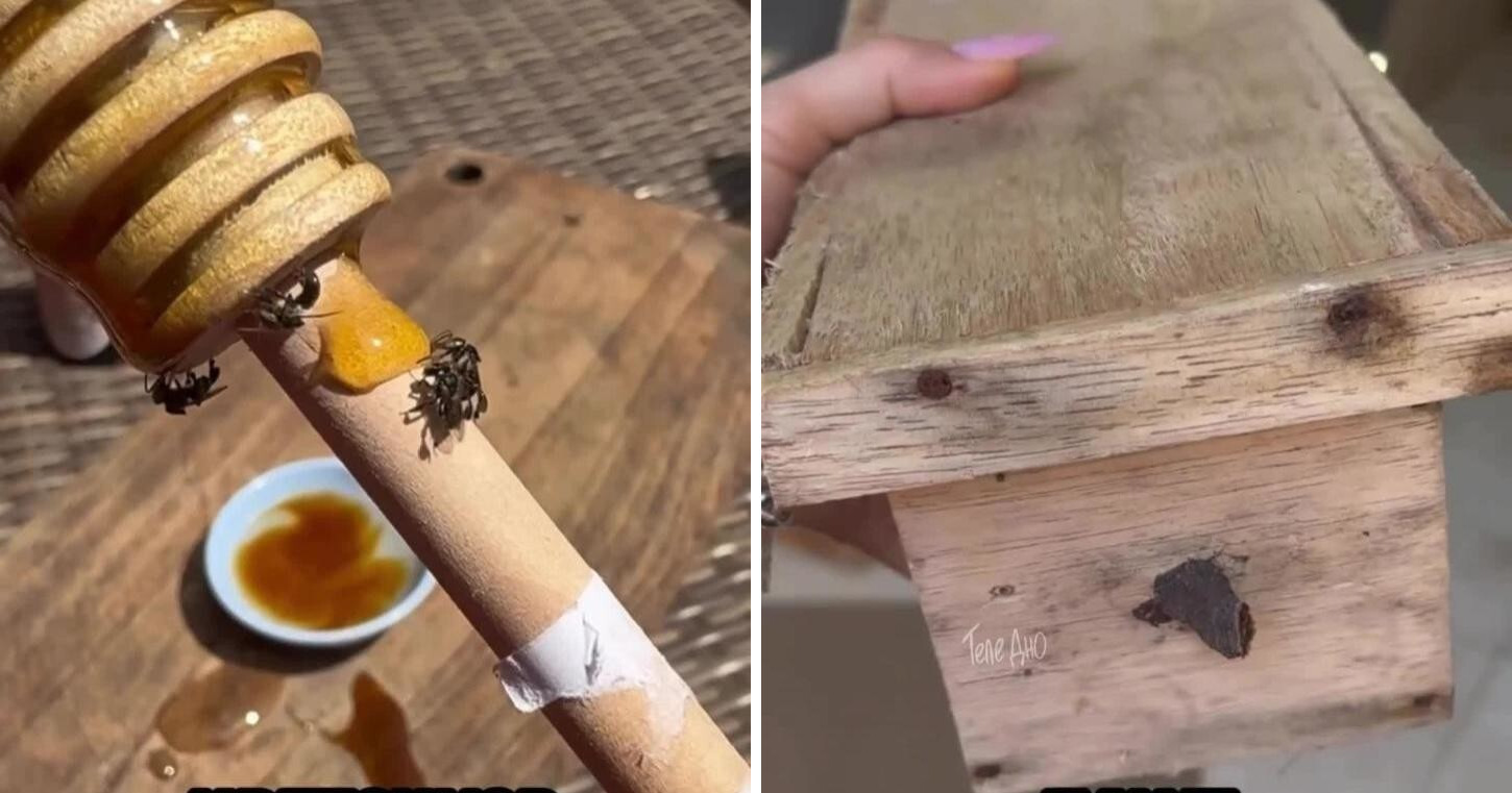 Самые маленькие пчёлы, которые делают мёд не только из цветов, но и из фруктов