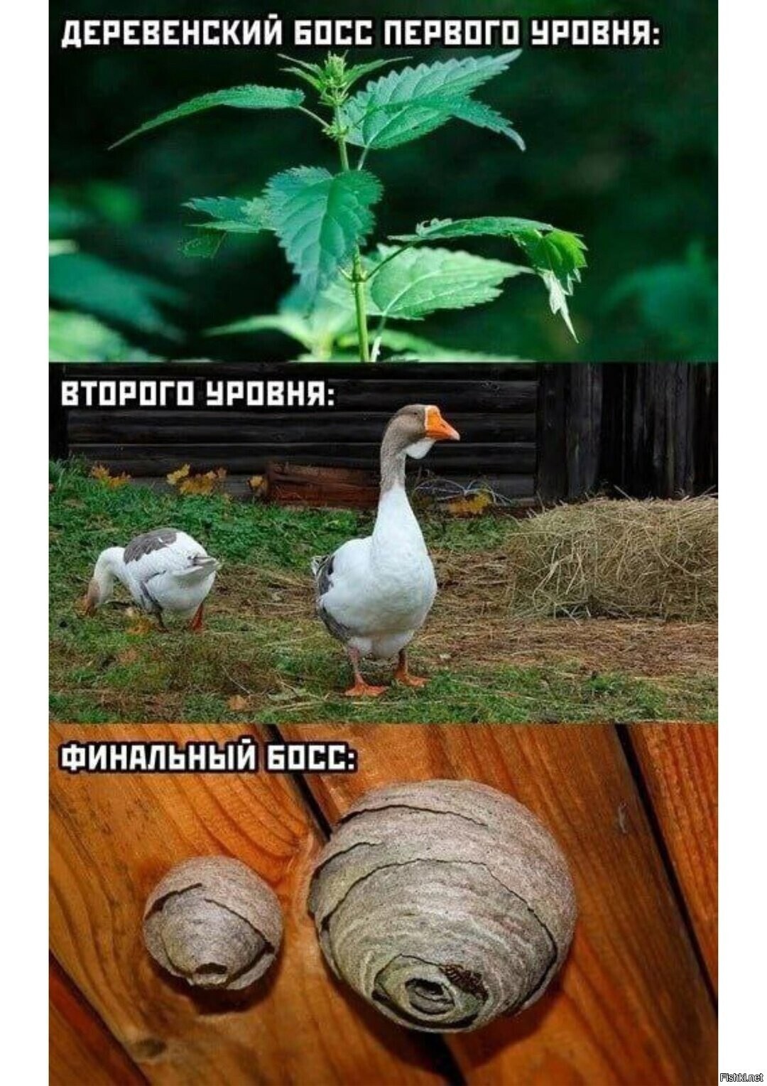 Солянка