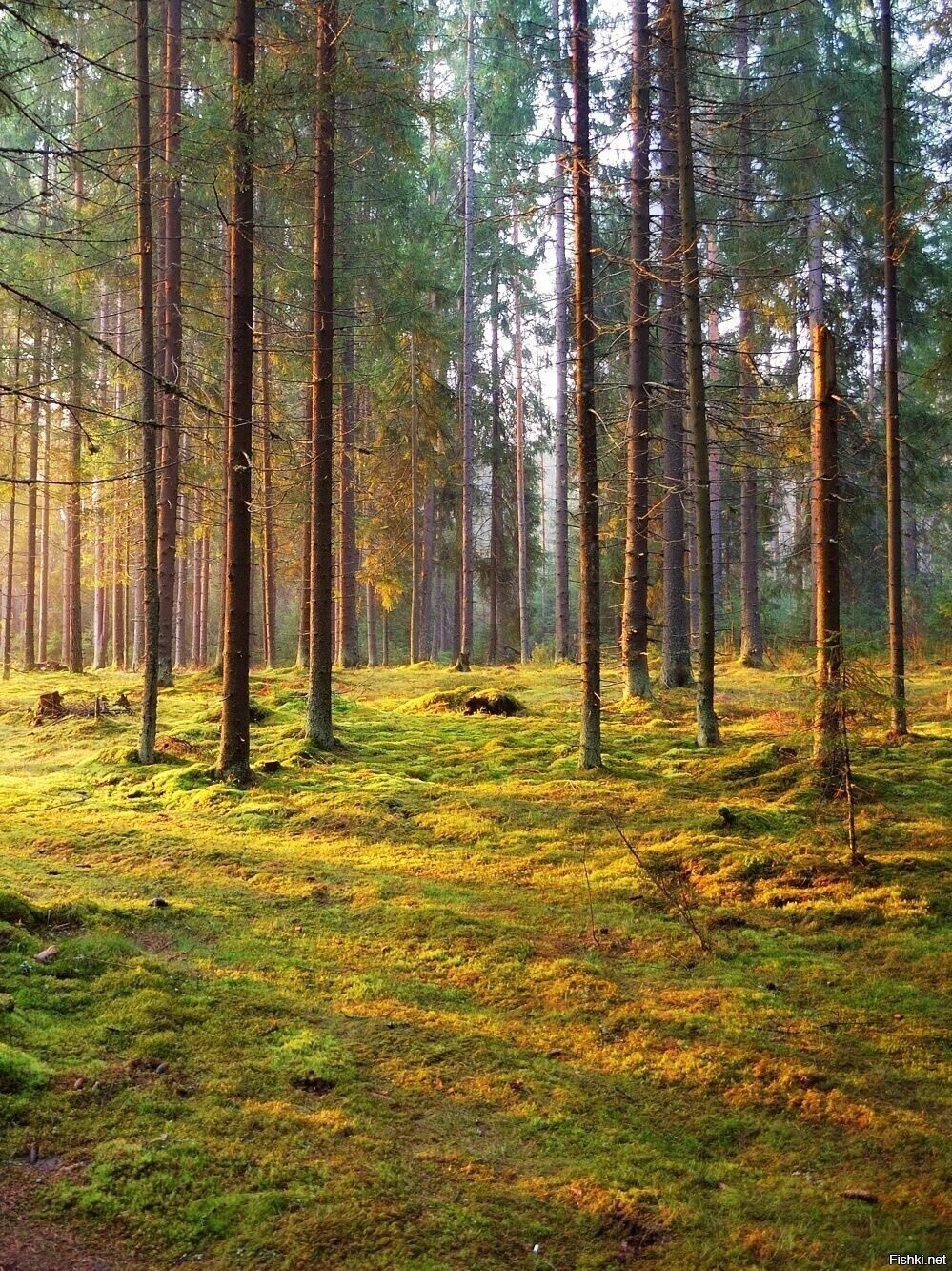 Солянка