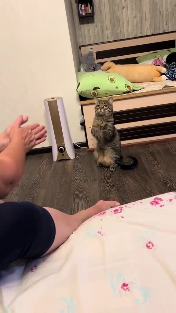 Ладушки)