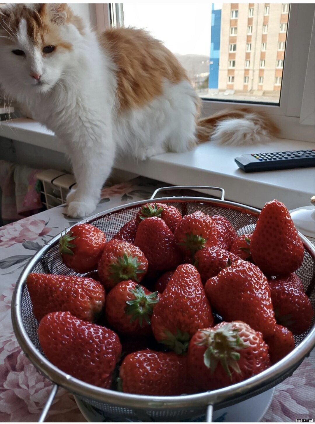 Солянка