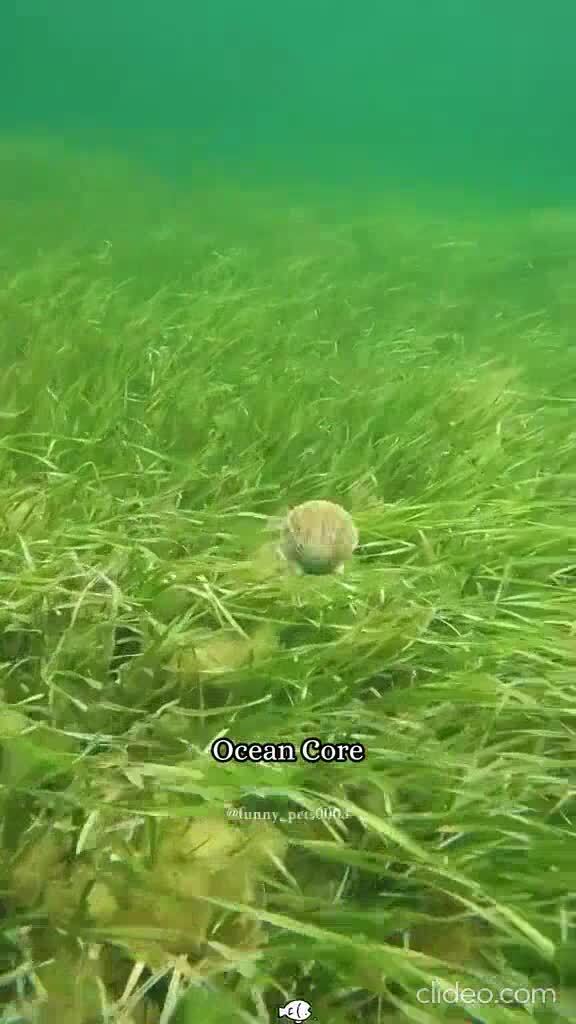 Ядро океана