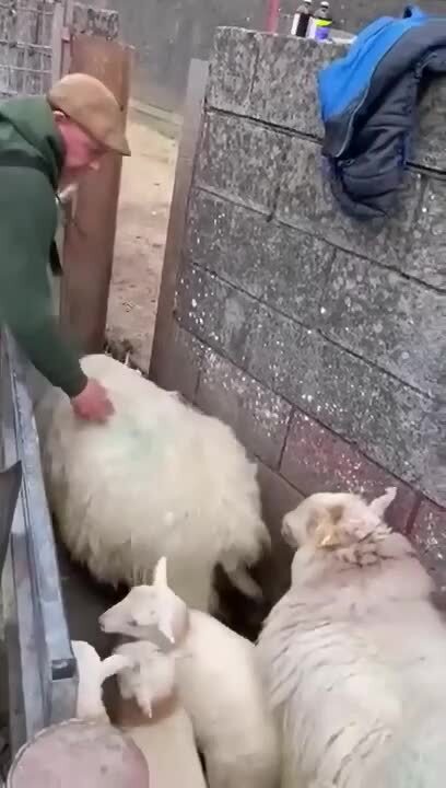 Солянка