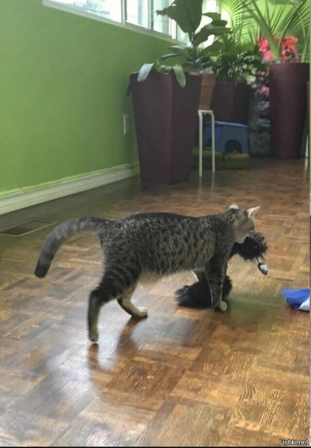 Солянка