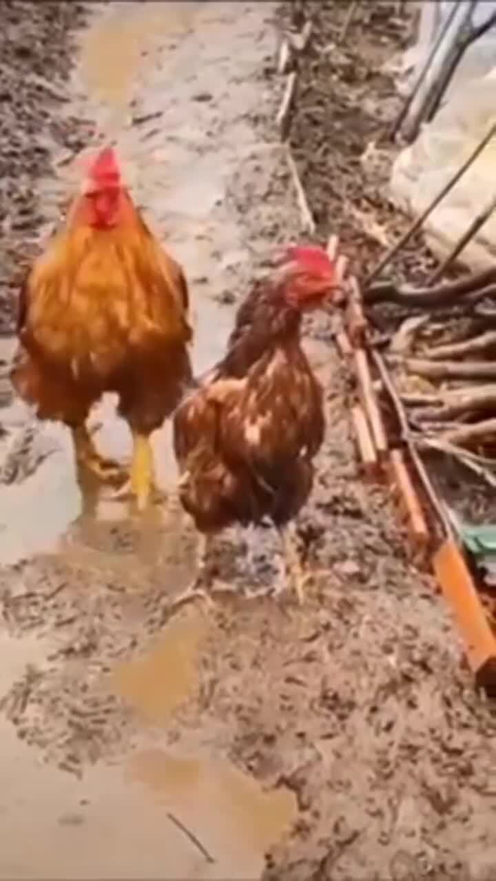 Заботливый)