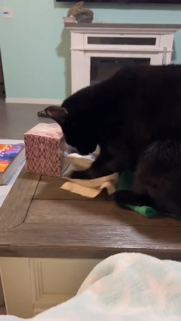 Был бы у меня такой кот