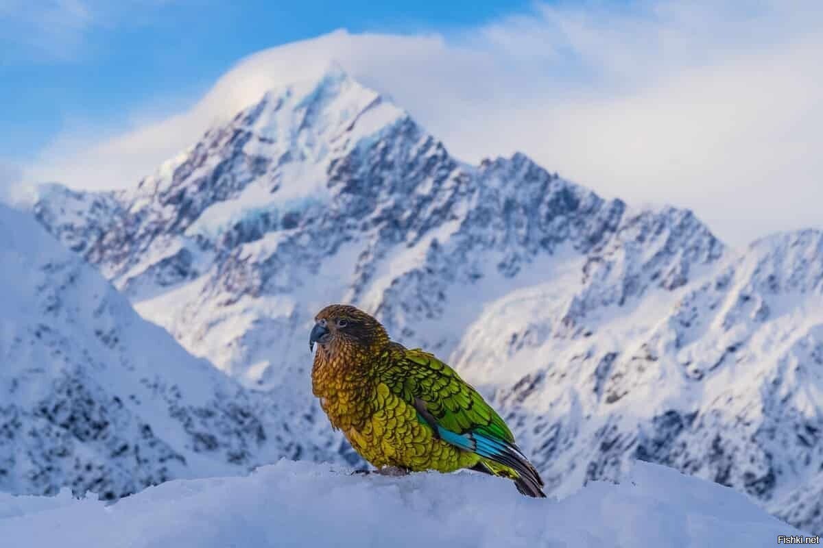 Солянка
