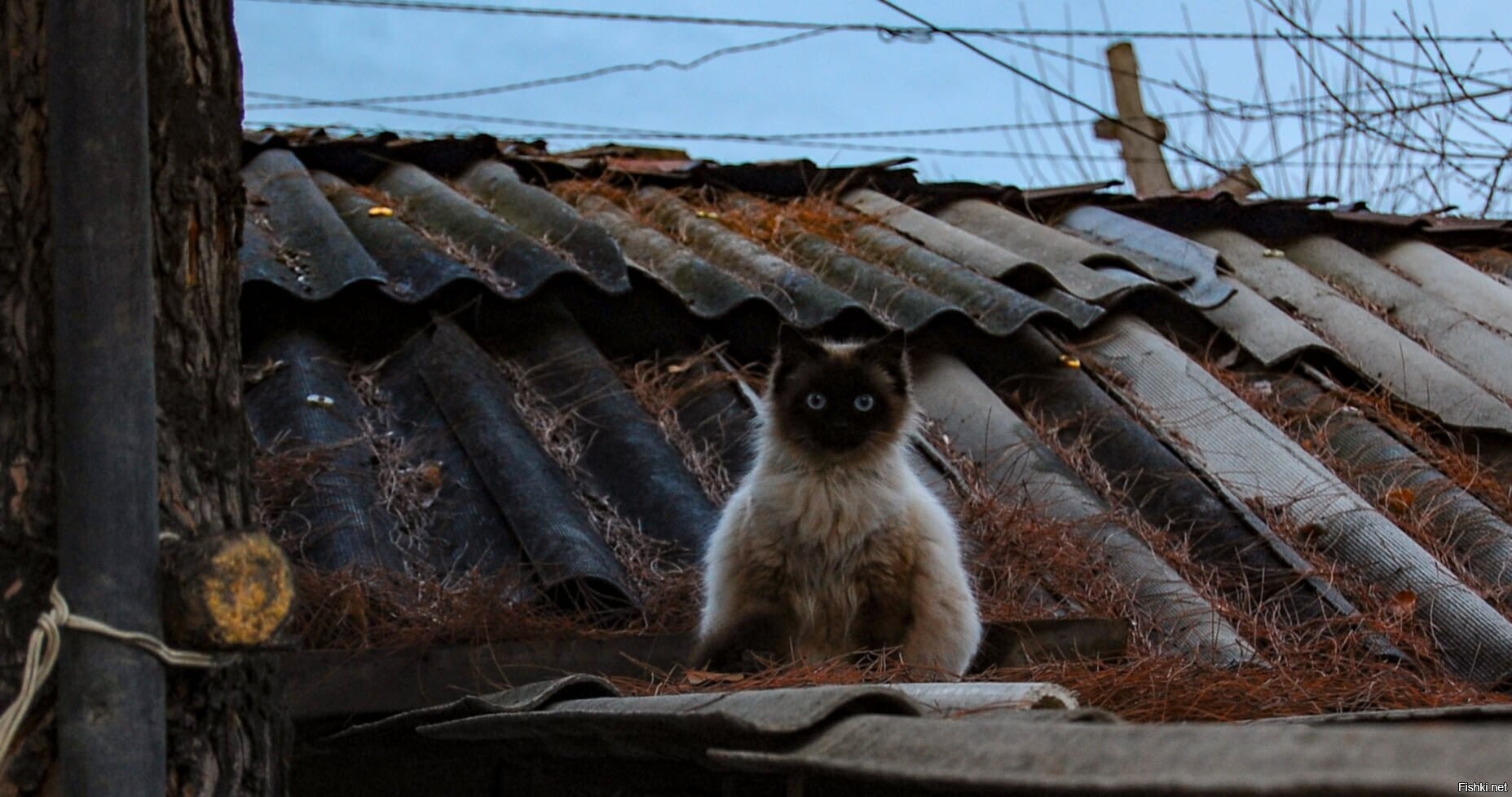 Солянка