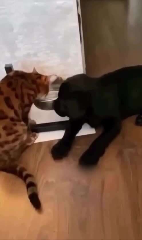 Страшнее кошки зверя нет⁠⁠