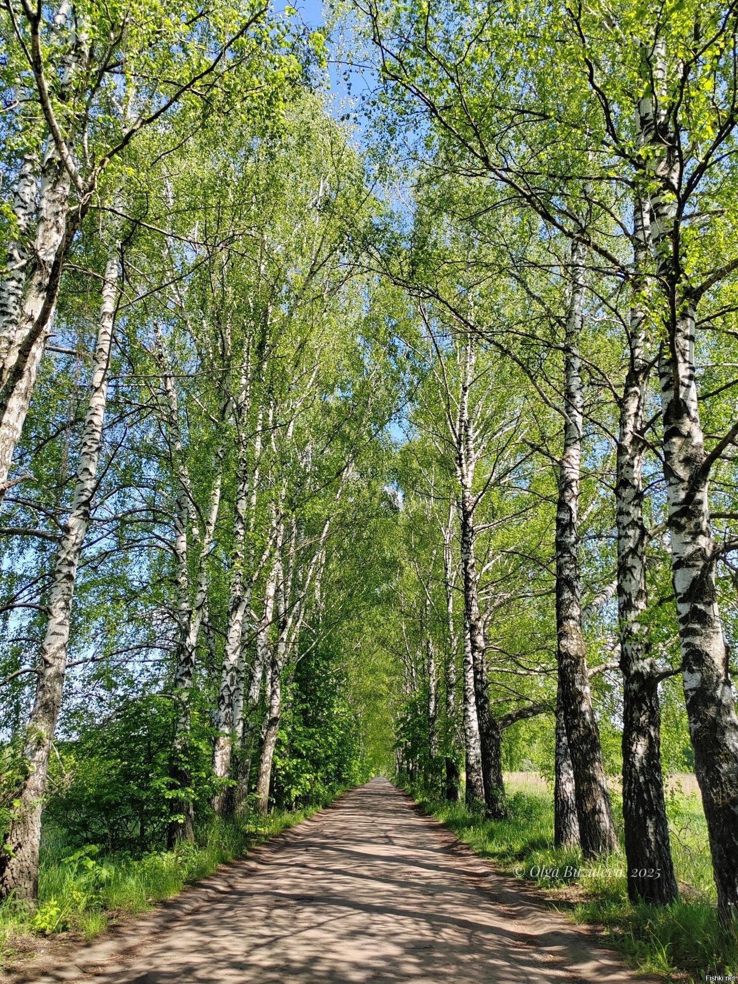 Солянка