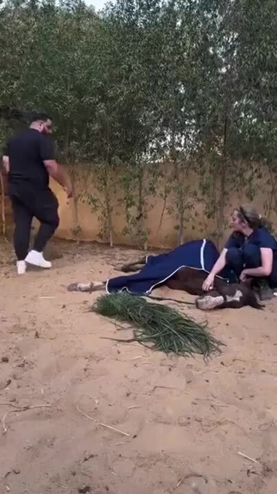Не знаю что нужно , чтобы коняшку довести до такого состояния