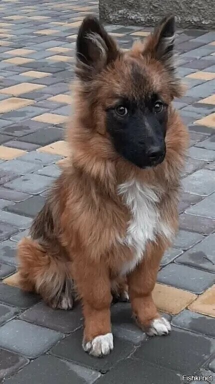 Солянка