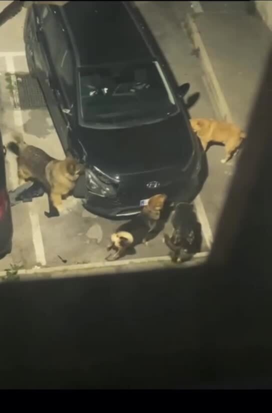 Автомеханики 